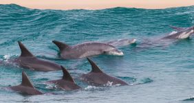 photo of a pod of dolphins