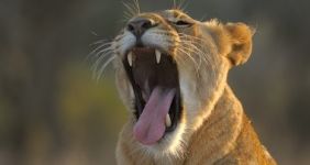 yawning lion