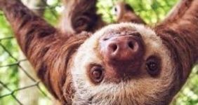 upside down sloth