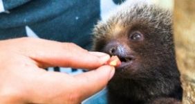 feeding a sloth