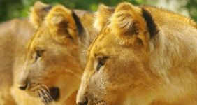 lions in Zimbabwe
