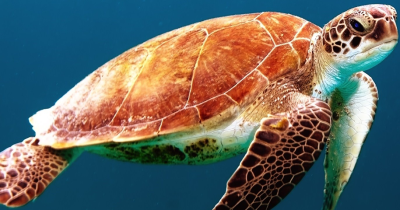 Sea turtle in the open water