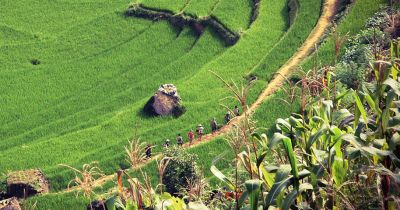 Sa Pa, Vietnam, rice terraces with backpackers hiking along a trail 