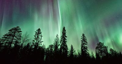 the northern lights, bright green above a silhouetted forest