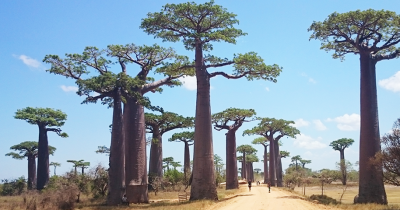 Baobab tree-lined road in Madagascar