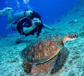 underwater photo of marine researcher with a sea turtle