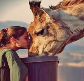 girl kissing a giraffe