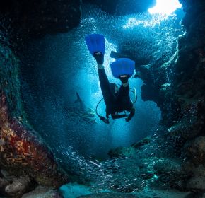 underwater photo of a marine volunteer