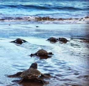 IOI Galapagos turtles