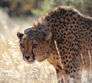 cheetah with tracker