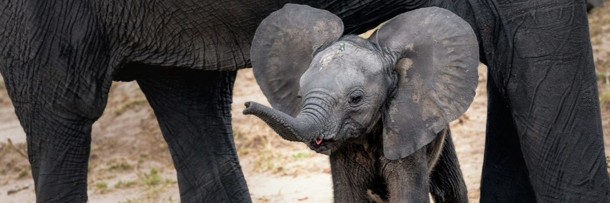 how to volunteer with elephants in africa