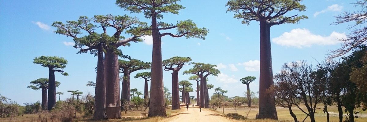 Baobab tree-lined road in Madagascar
