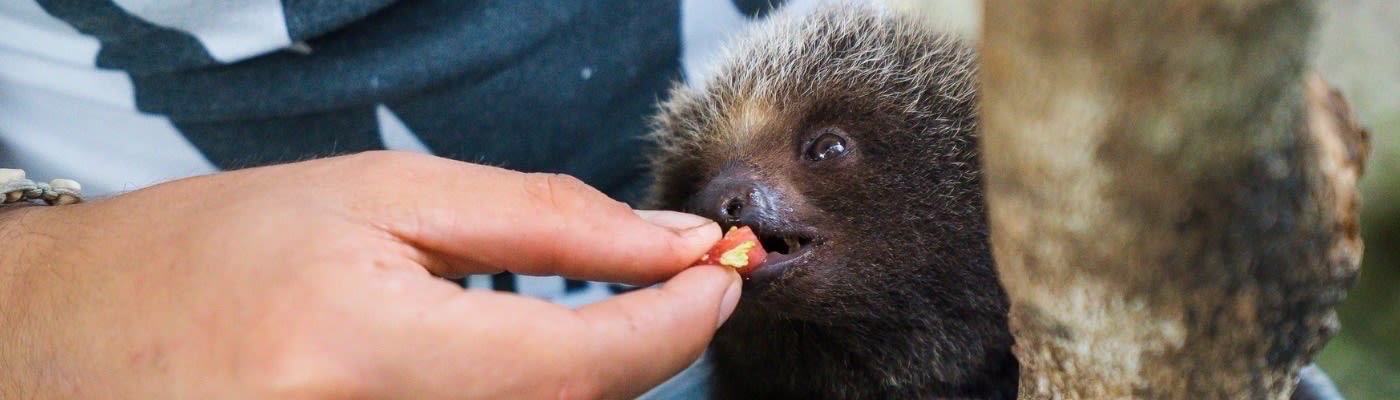 feeding a baby sloth