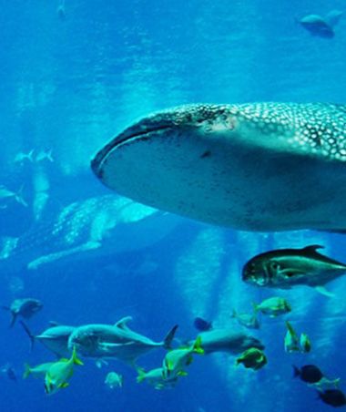 Whale Shark