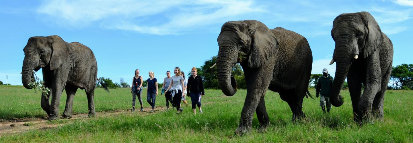 volunteers with elephants
