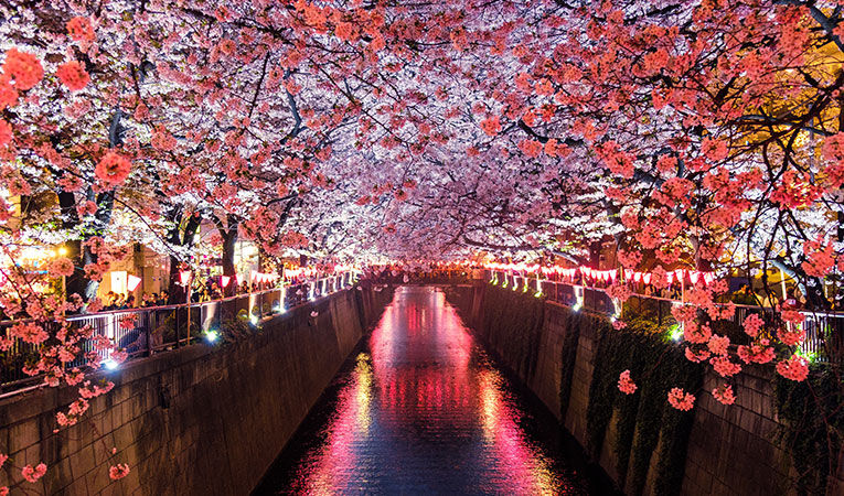 trees of cherry blossoms