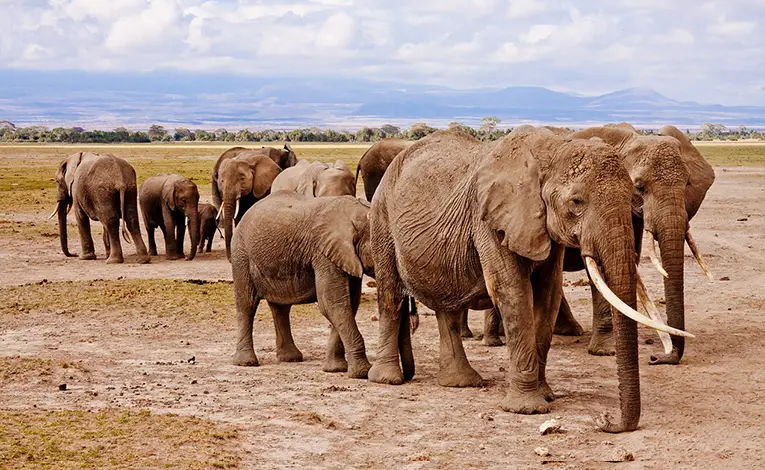 Elephants at a safari in Kenya