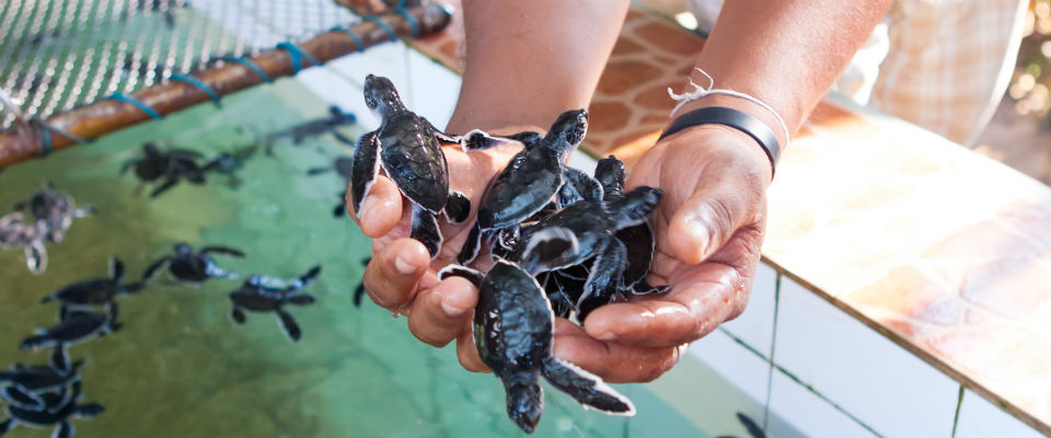 Handful of sea turtles pictures