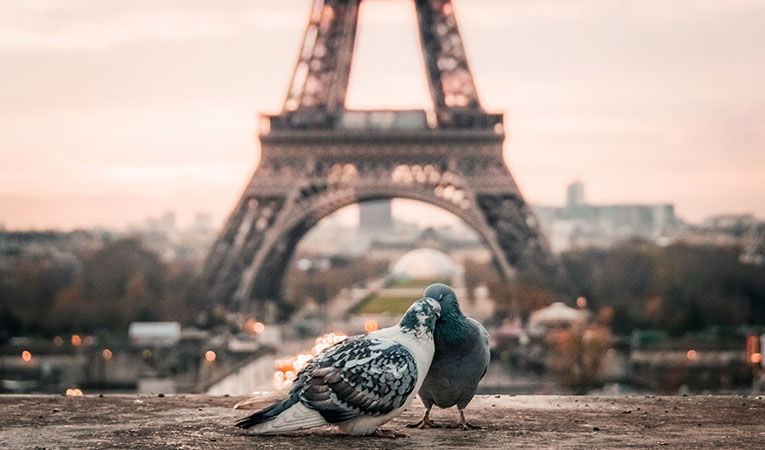 Pigeons in front of the eiffel tower