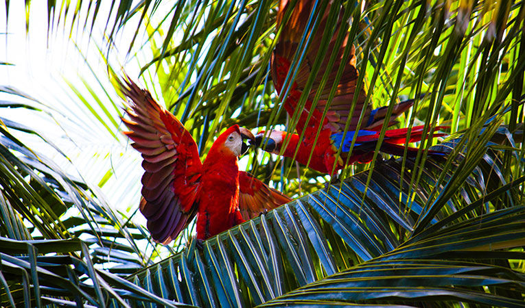 Parrots in Brazil