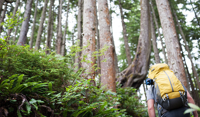 man backpacking through lush, green forest