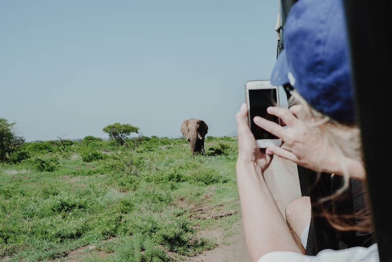 person leaning out of vehicle window with smartphone taking picture of elephant