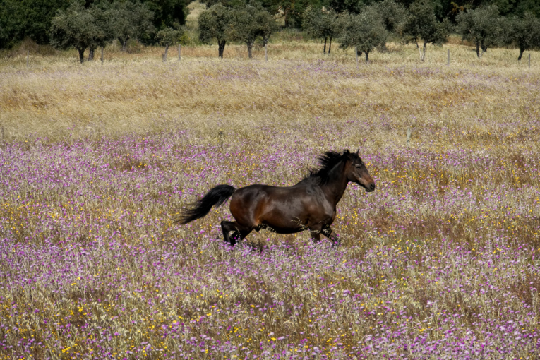 brown horse running in field with green grass and purple and yellow flowers