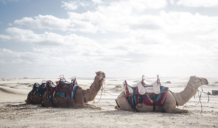 camels lying down, sand dunes in Australia
