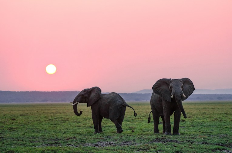 two elephants silhouetted against a sunset