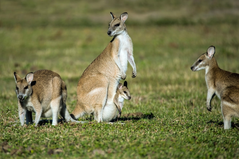 3 adult wallabies and a joey