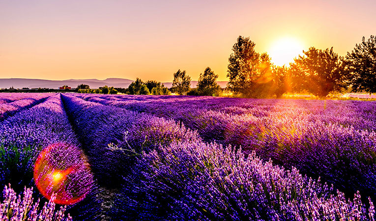 Sunset on a field of bright purple lavender in France