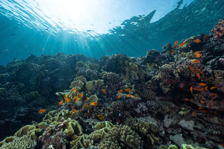 Underwater perspective of coral reef and fish