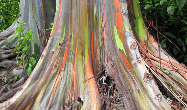 rainbow eucalyptus tree