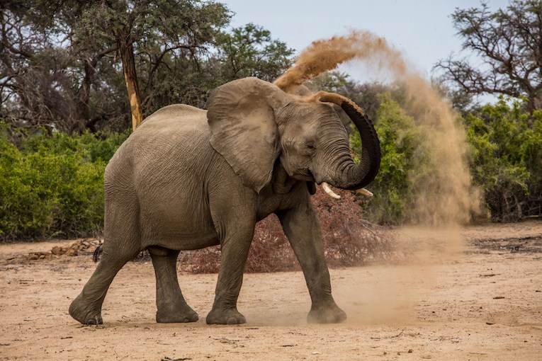 elephant throwing dust on itself