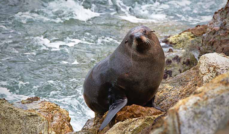 Sea lion on the rocks in Aramoana, New Zealand