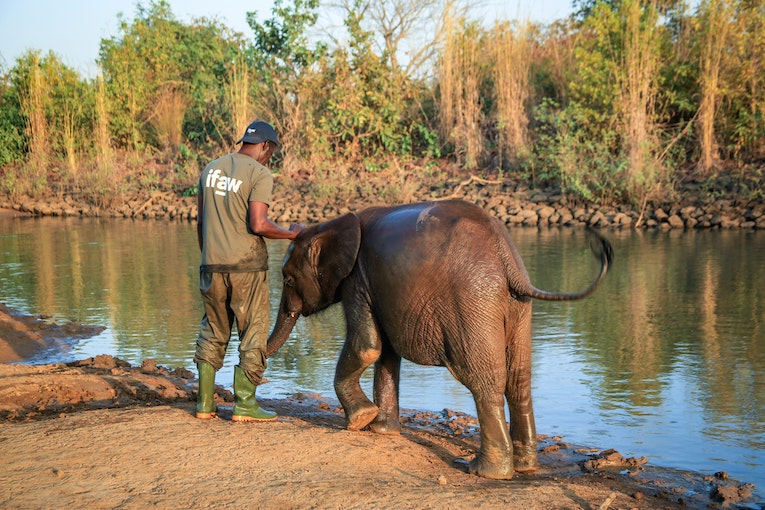 a volunteer stands next to an elephant on a sandy river bank