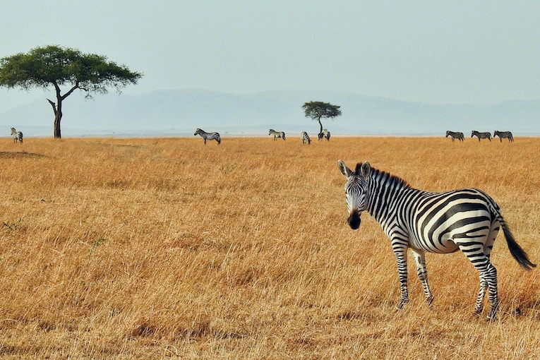 zebra in landscape with trees and other zebras in background