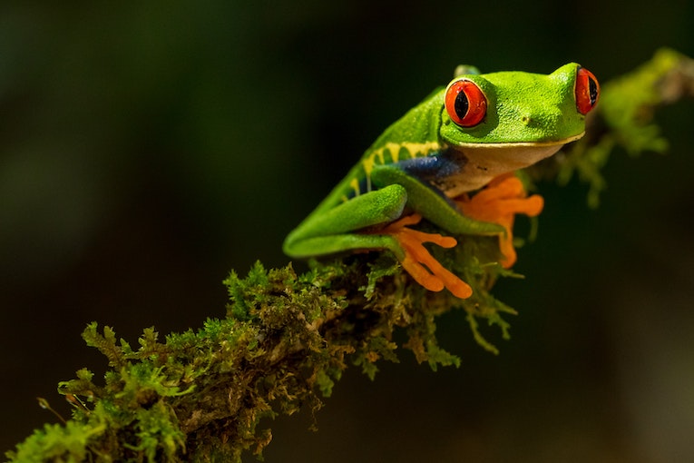 A red-eyed green tree frog is clinging to a moss-covered branch.