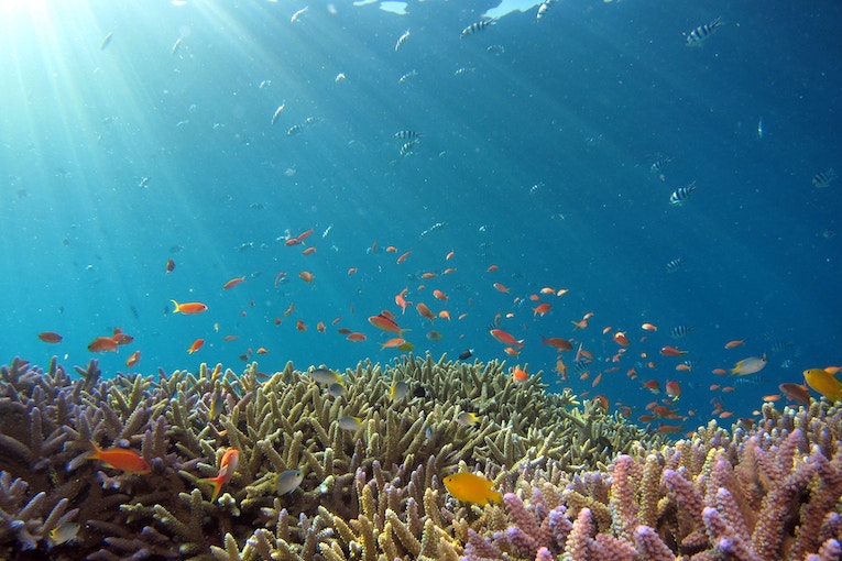 HOW FLORIDA SEASONS IMPACT CORAL REEF HEALTH at Pura Vida