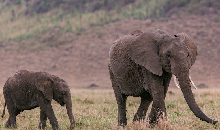 mother and baby elephant walking in the Savanna