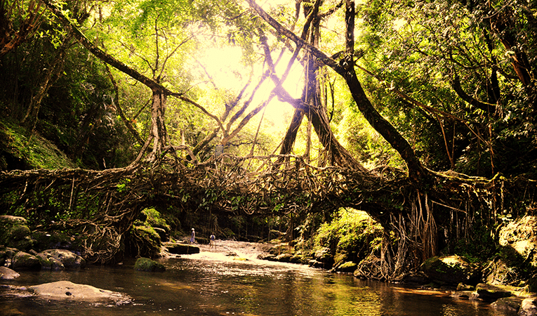 rope bridges of india