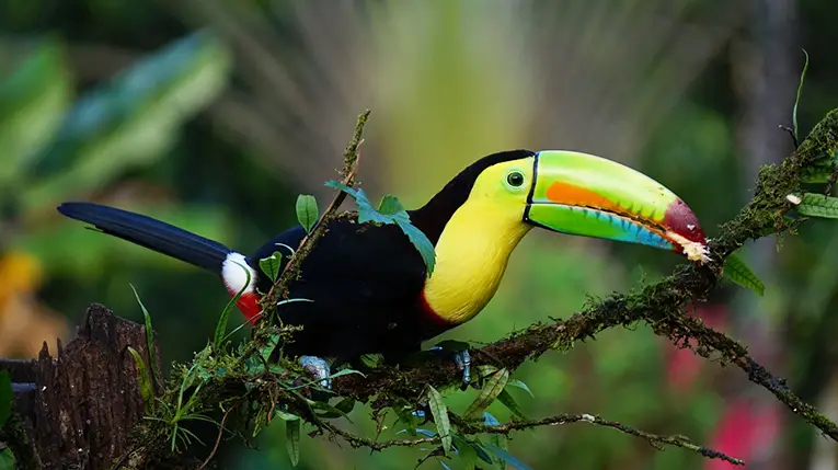 Keel billed toucan in the Costa Rican rainforest