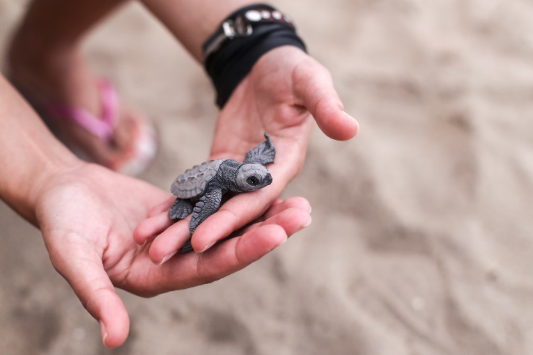 person’s hands holding a small gray baby turtle