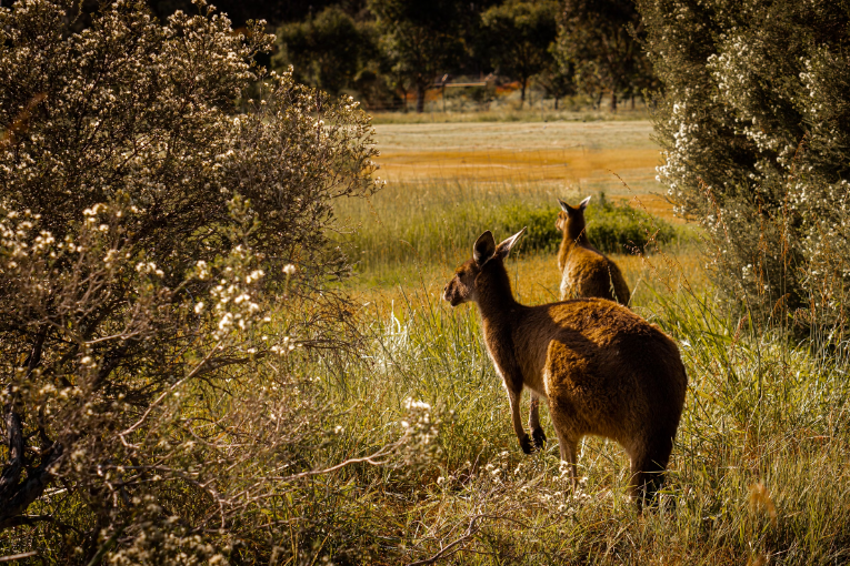 two brown kangaroos surrounded by grass and green plants
