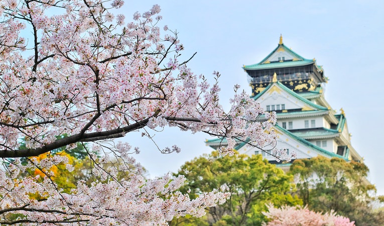Cherry blossom tree with a temple in the background