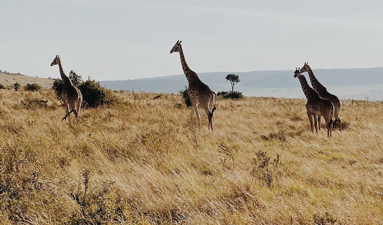 group of giraffes spotted on safari with international medical aid