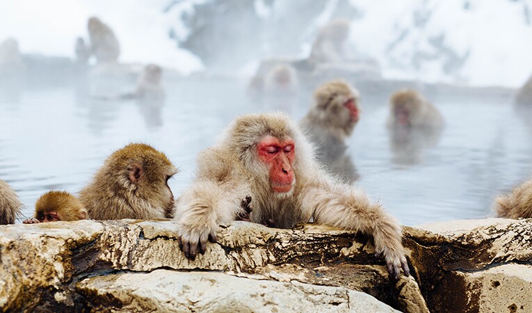 japanese monkey in spa