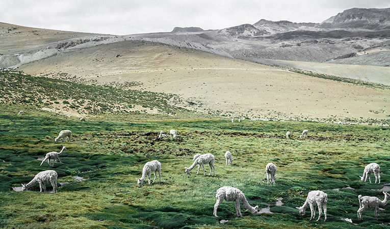 Llamas grazing in a field in Colca, Peru