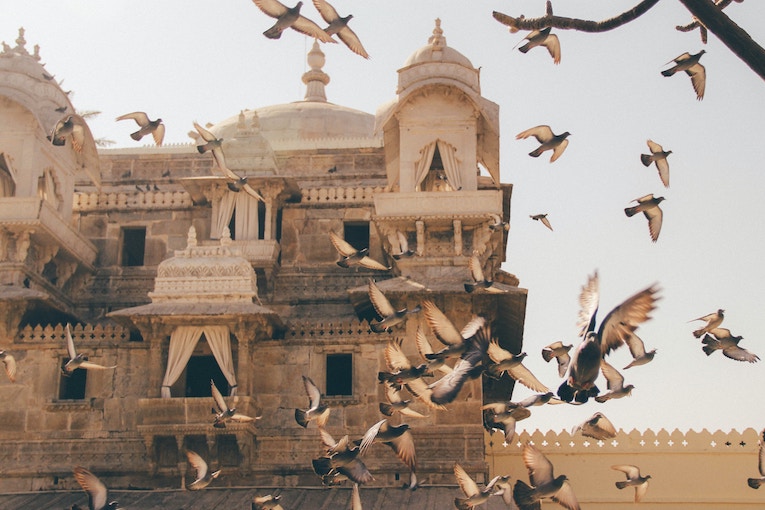 flock of birds in front of ornate building