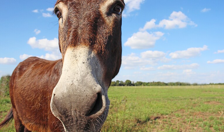 donkey face close up